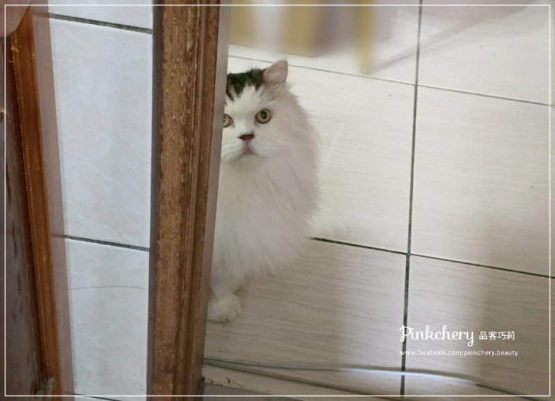 女人知己試用大隊,口碑行銷,部落客行銷,PURRFACT 波菲特貓用主食罐,主食罐,PURRFACT波菲特,貓主食罐,貓罐,PURRFACT波菲特貓用主食罐,魚肉蔓越莓主食罐,鮮嫩雞主食罐,鹿肉雞肉主食罐,牛肉鵪鶉貓主食罐,干貝蠶蛹配方,鱷魚肉白木耳配方,雞肉魚肉配方,安心鶉配方,評價,體驗,適口性佳,心得,成貓適用,高齡貓適用,質地是慕絲狀